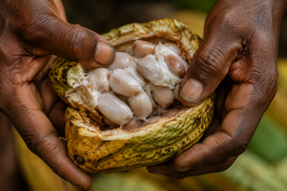 Duurzame cacao teelt