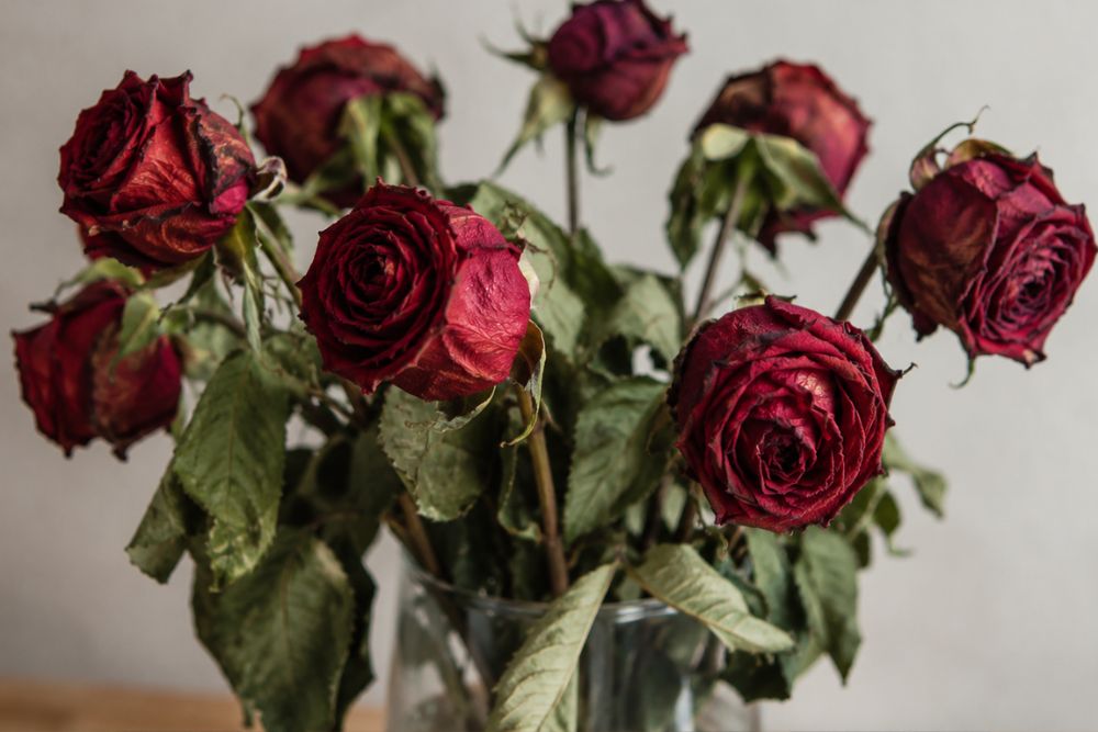 waarom brownies beter zijn dan bloemen